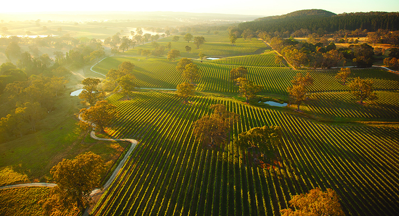 Grant Burge vineyard | Halliday Wine Companion